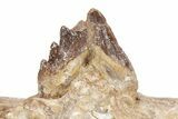 Fossil Primitive Whale (Basilosaur) Jaw Section - Morocco #217825-1